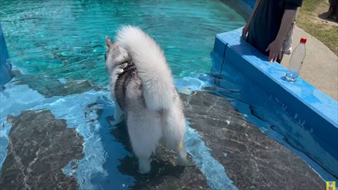 ワンコの後ろ姿