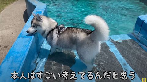 プールの塀にアゴをのせるハスキー