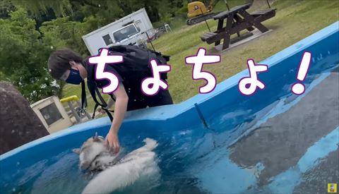 プールで体勢をくずすハスキー