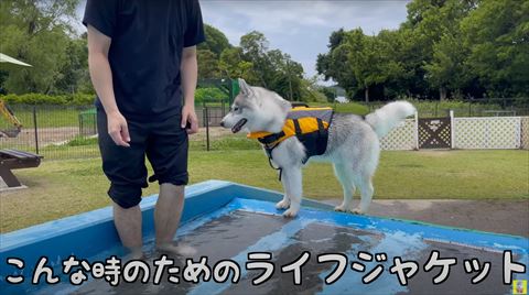 ライフジャケット着てるハスキー