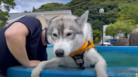 ライフジャケット来て一休みするハスキー
