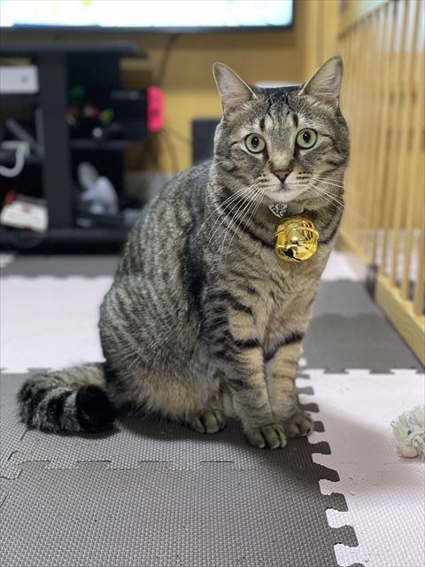 ネコチャンをさがせ」 暗黒地帯に紛れ込む黒猫→擬態能力の高さ