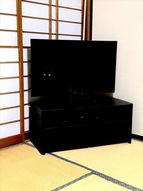 ネコチャンをさがせ」 暗黒地帯に紛れ込む黒猫→擬態能力の高さ