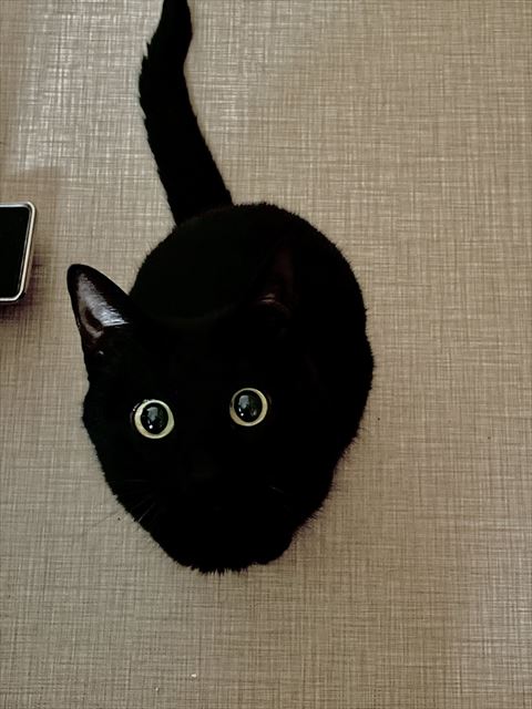ネコチャンをさがせ」 暗黒地帯に紛れ込む黒猫→擬態能力の高さ