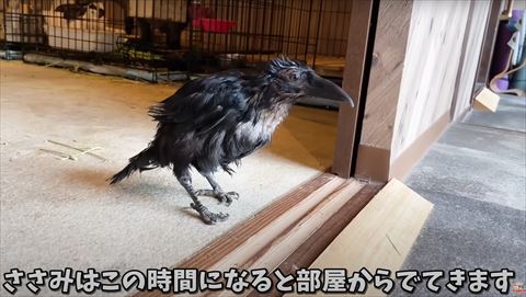 部屋から外を眺めるカラス