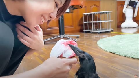 あいるんさんと見つめ合うカラス