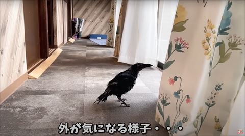 窓の外を見るカラス
