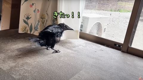 きたっのテロップ