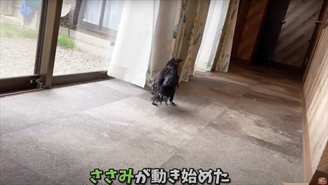 歩き出すカラス