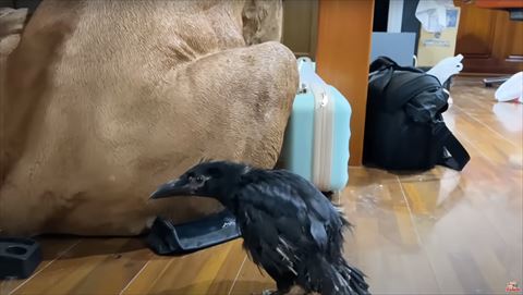 犬の置物とカラス