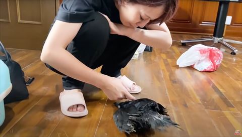 頭を低くしてなでられてるカラス