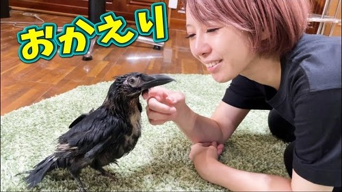 部屋から外を眺めるカラス