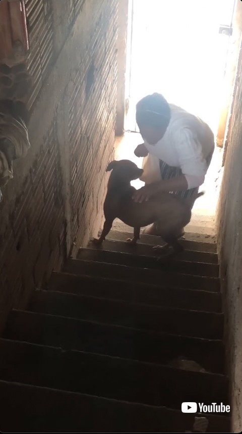 飼い主のサポートをする犬