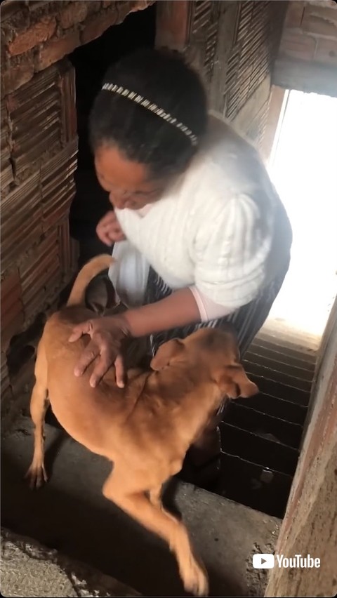 階段を上りきる手伝いをする犬