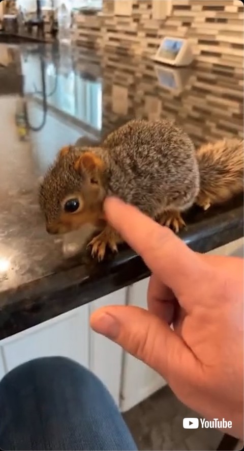 ふれられるリス