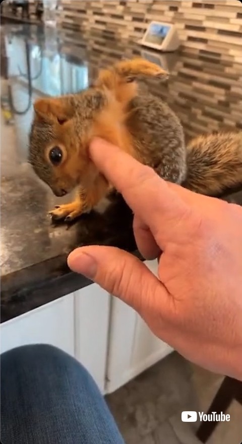 身体を広げるリス