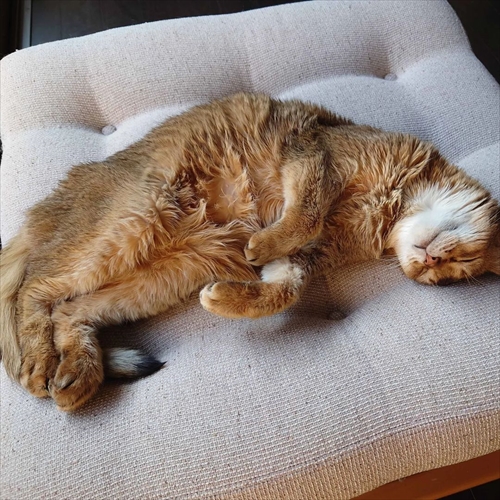 アビシニアンの猫ちゃん