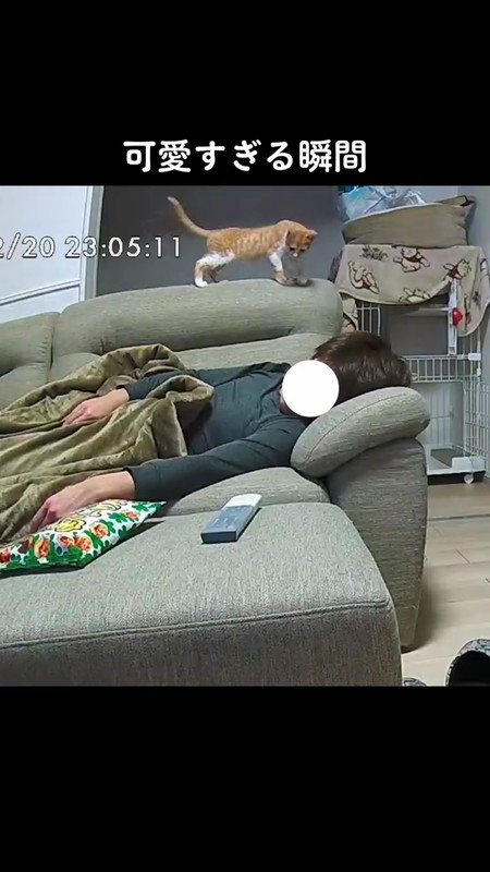 背もたれのニャンコ