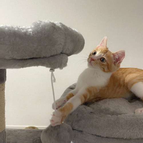 キャットタワー