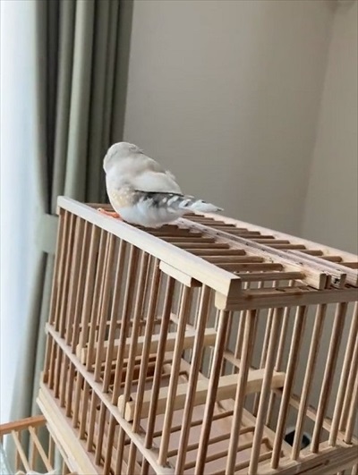 歌うキンカチョウ