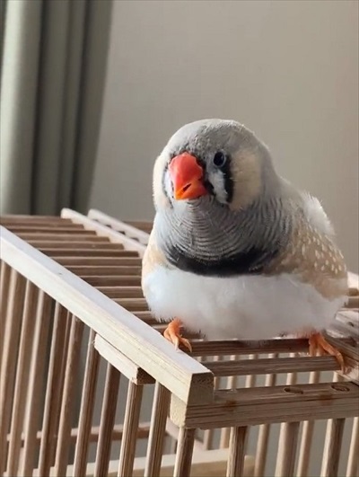 歌うキンカチョウ