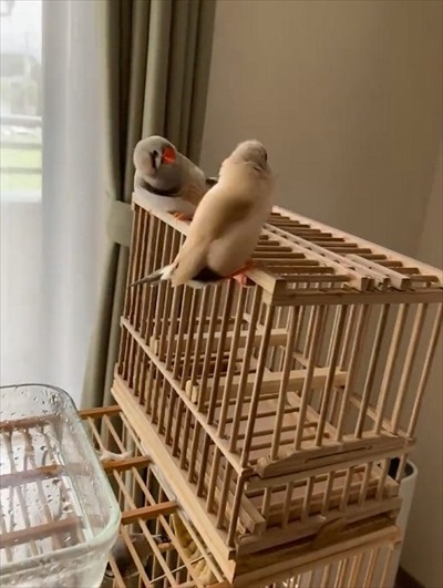 歌うキンカチョウ