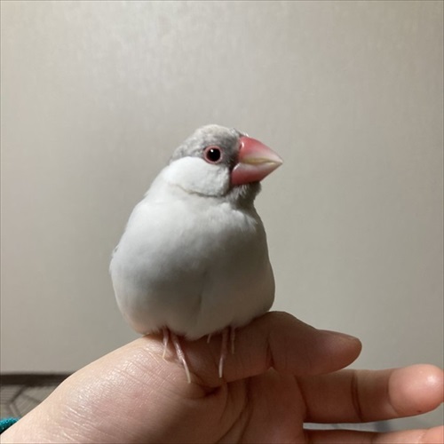 文鳥