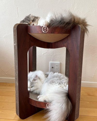 ぷうちゃんるうくん