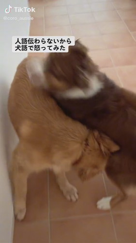 興奮するオーストラリアンシェパード