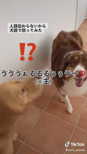 動揺するオーストラリアンシェパード