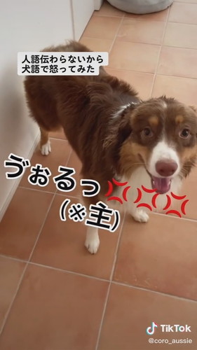 「犬が言うこと聞く方法」