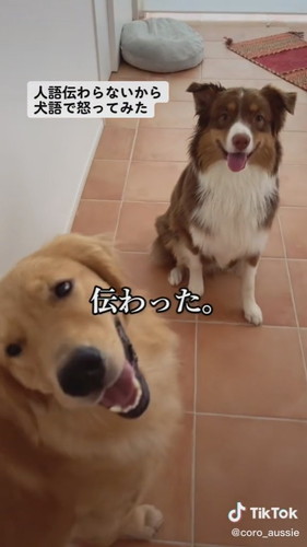 見上げる犬2匹