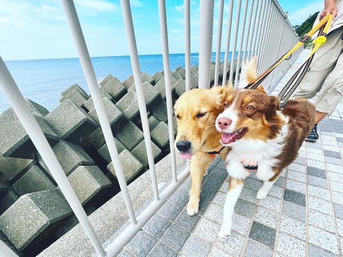 散歩する犬たち