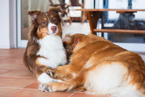 決め顔の犬たち
