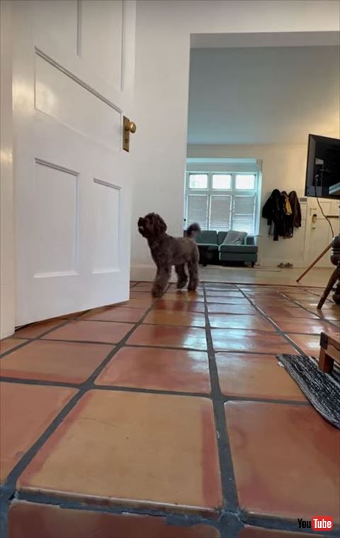 ドアの前で飼い主さんと話す