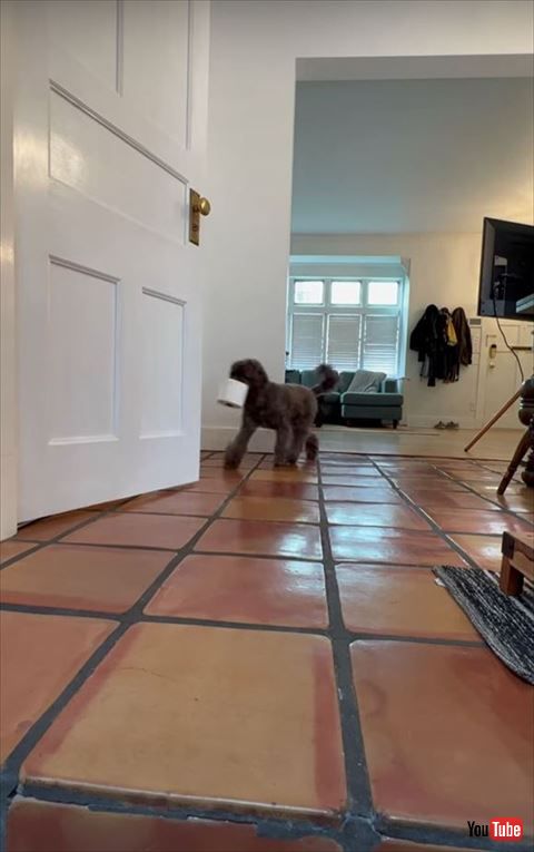 トレットペーパー持ってきた