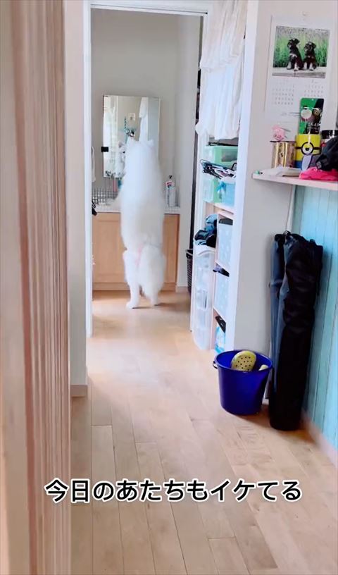 サモエド