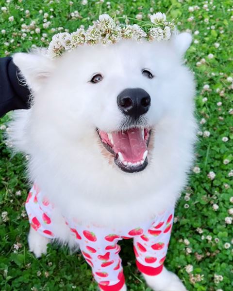 頭にお花つけてるサモエド