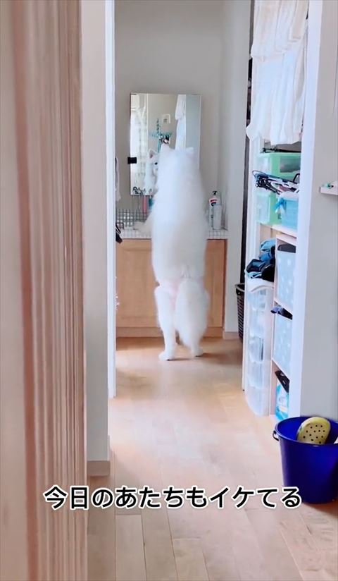 鏡を見るサモエドすこし近づく