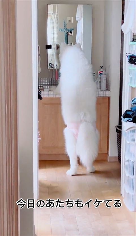 鏡を近くでのぞきこむワンコ