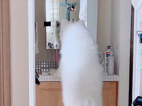 サモエドトリミング