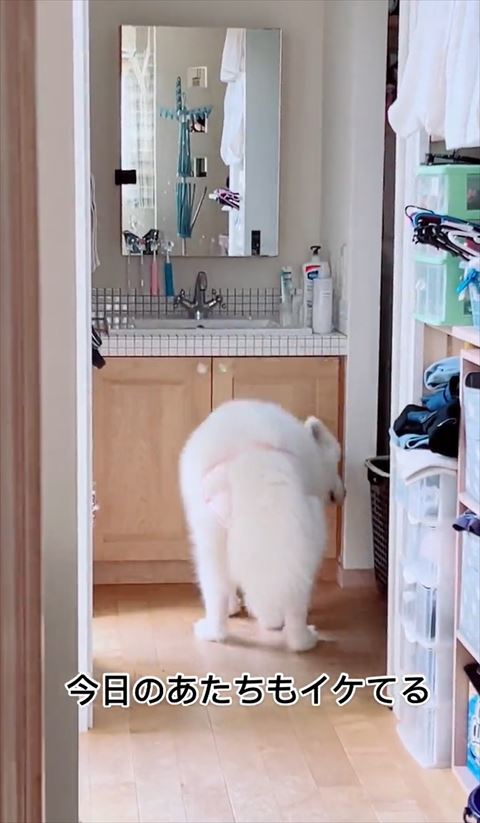 鏡を見るのをやめたサモエド
