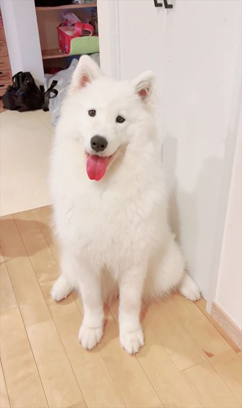 お座りしてる