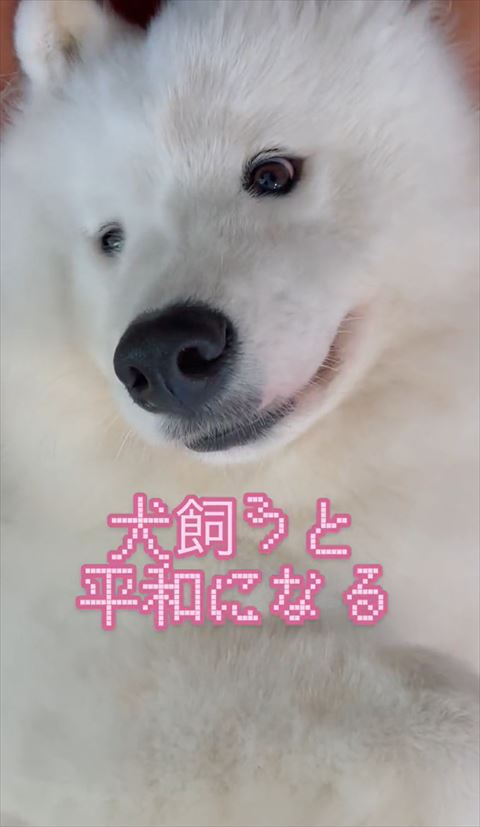 サモエドアップ