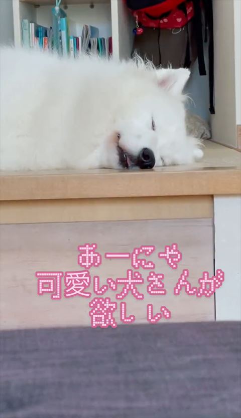 テーブルの上で寝てるサモエド