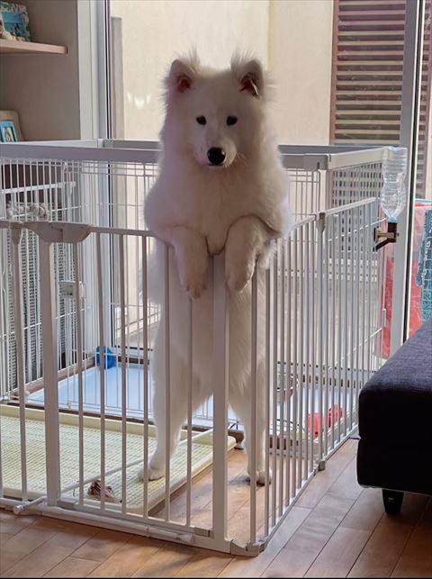 ケージの中で立ってるサモエド