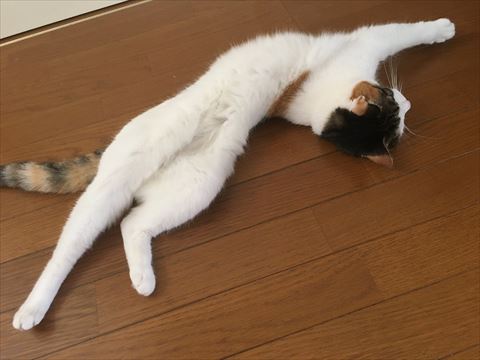 体ねじれてる猫