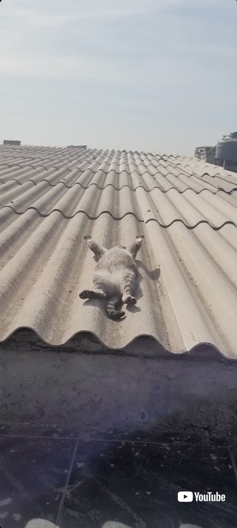 前足を広げる猫