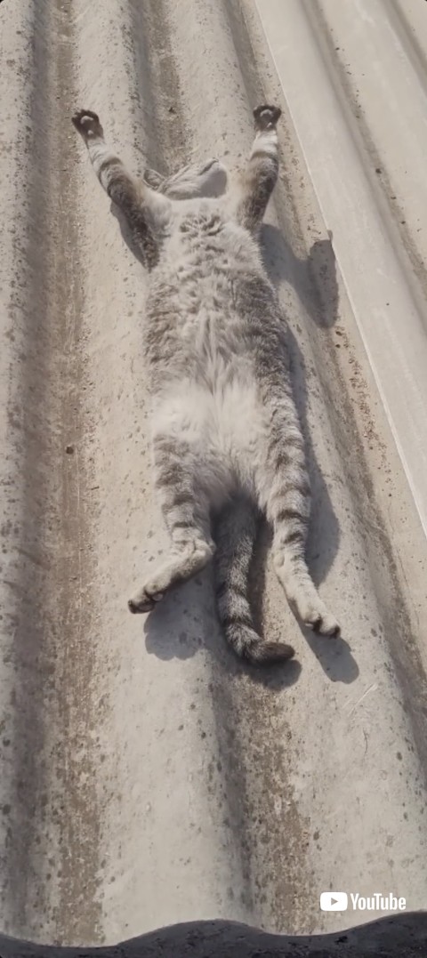 日光浴を楽しむ猫