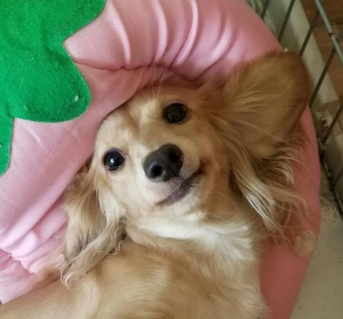 ペット手帳　ベストショット